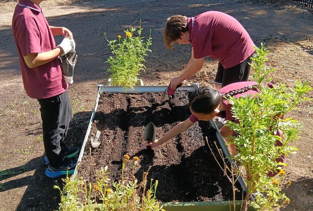 Students Dig Into Sustainability with Homegrown Harvest
